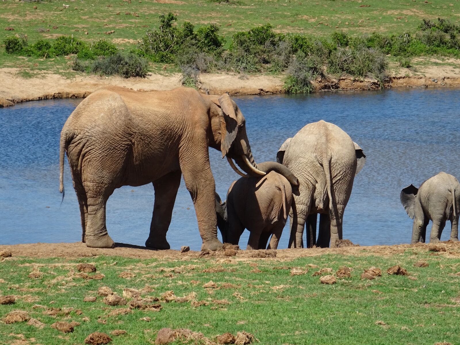 Sony DSC-HX60 sample photo. Elephant, animal world, mammal photography
