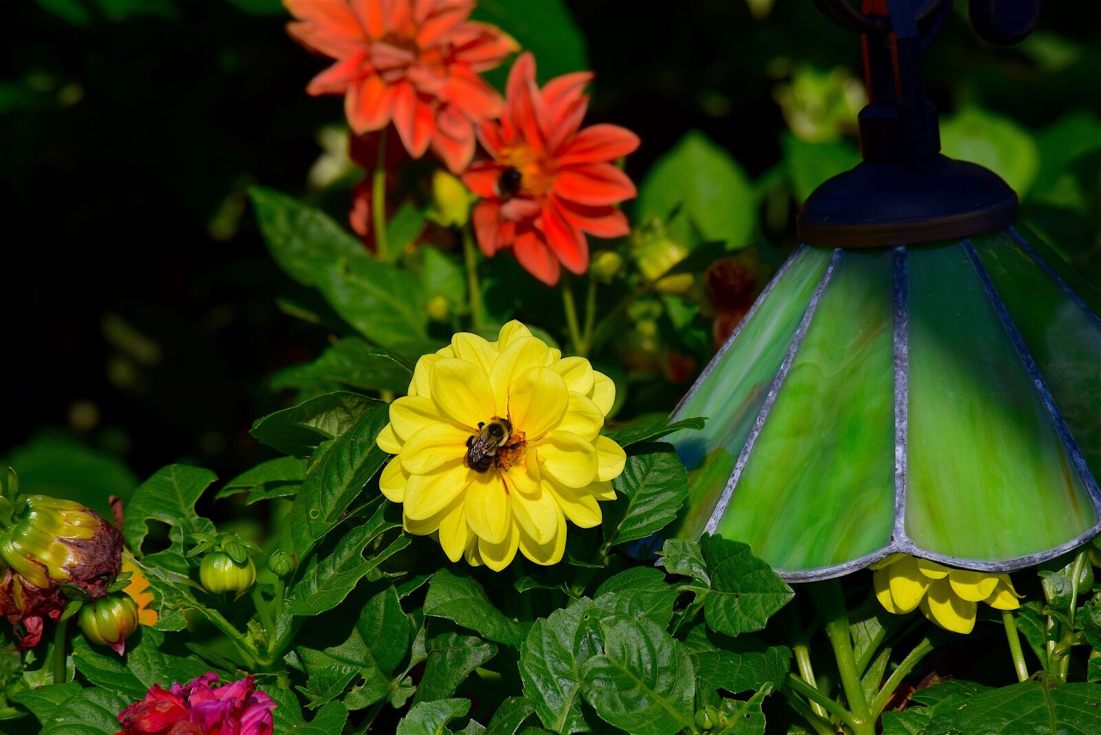 Nikon D3300 sample photo. Flower, yellow, bright photography