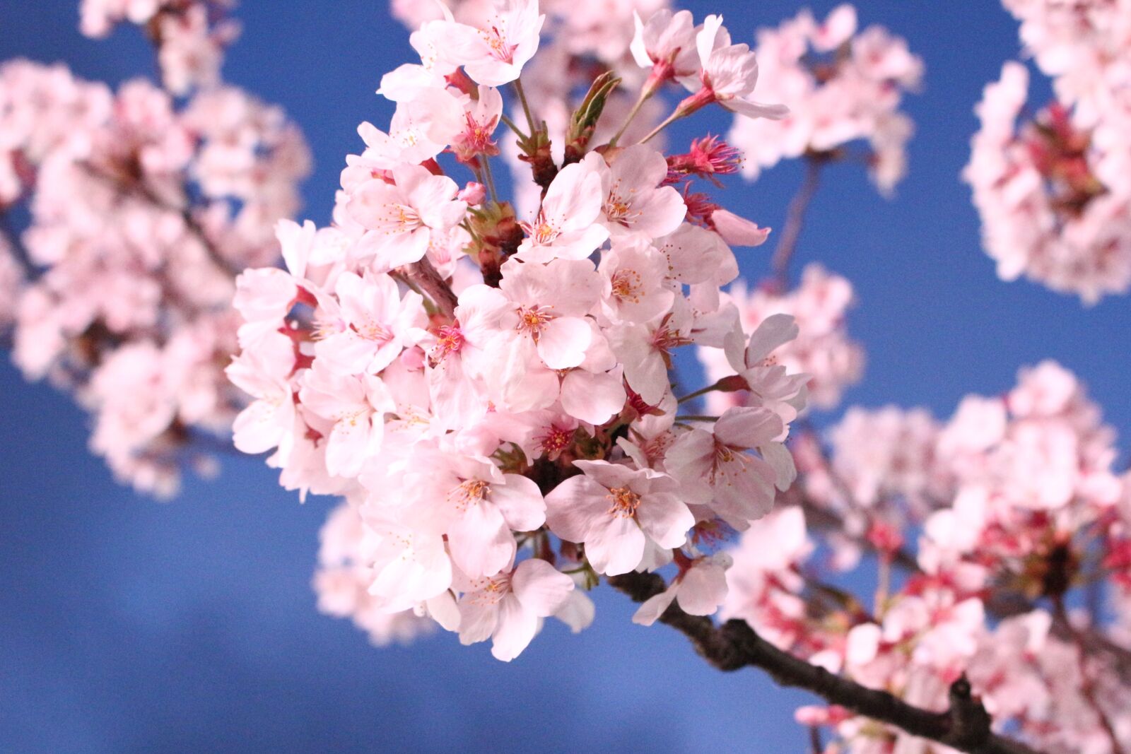 Canon EOS 100D (EOS Rebel SL1 / EOS Kiss X7) sample photo. Sakura, cherry blossom, quarter photography