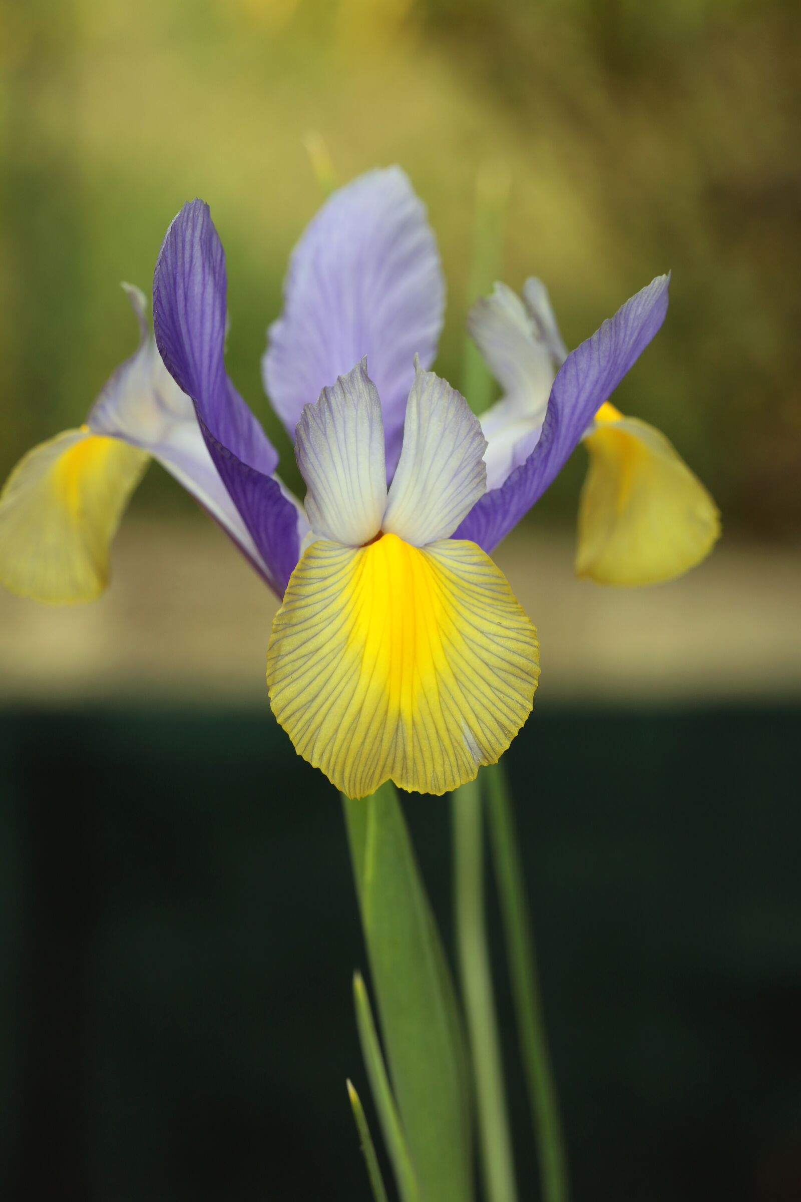 Canon EF 100mm F2.8L Macro IS USM sample photo. Spring, plants, nature photography