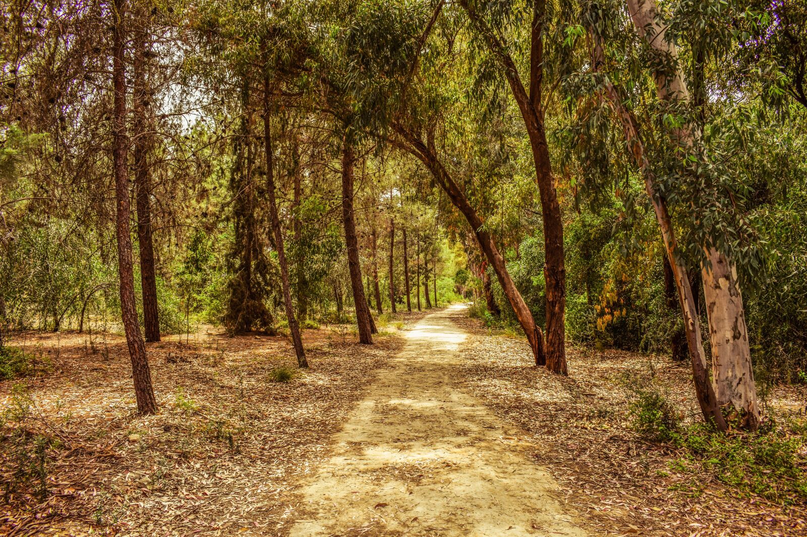 Nikon D3300 sample photo. Forest, park, trees photography