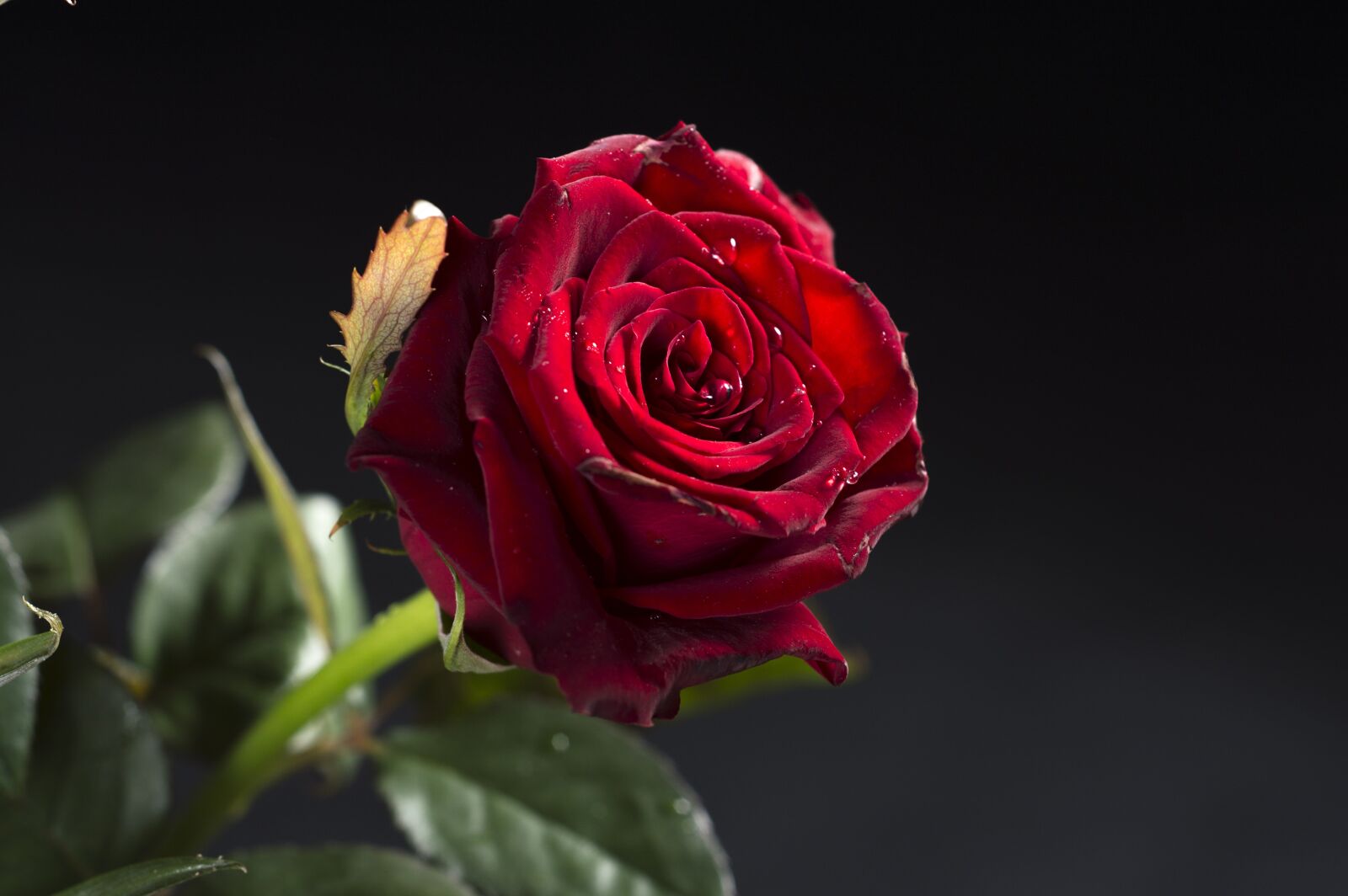 Nikon D3200 sample photo. Rose, flower, red photography