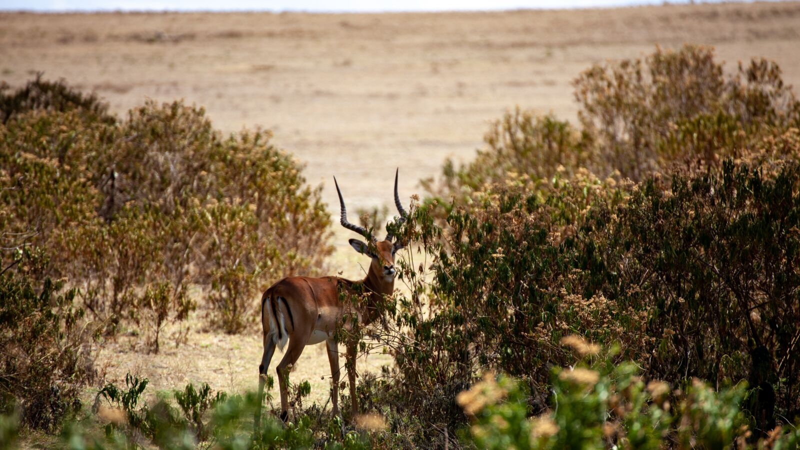 Canon EOS 5D Mark II sample photo. Antelope, kenya, safari photography