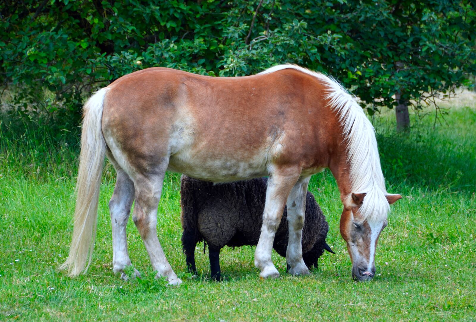 Sony E PZ 18-105mm F4 G OSS sample photo. Horse, animal, ram photography