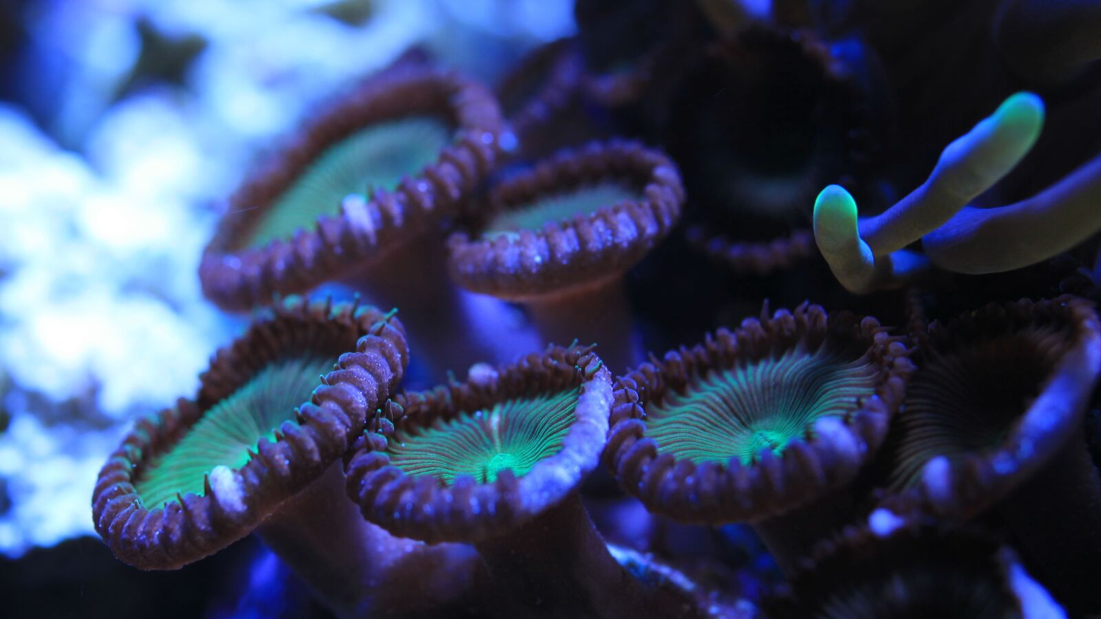 Canon EOS 5D Mark II sample photo. Saltwater fish, aquarium, water photography