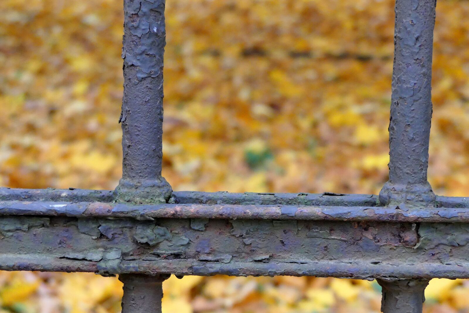 Panasonic Lumix DMC-FZ300 sample photo. Autumn, foliage, closeup photography