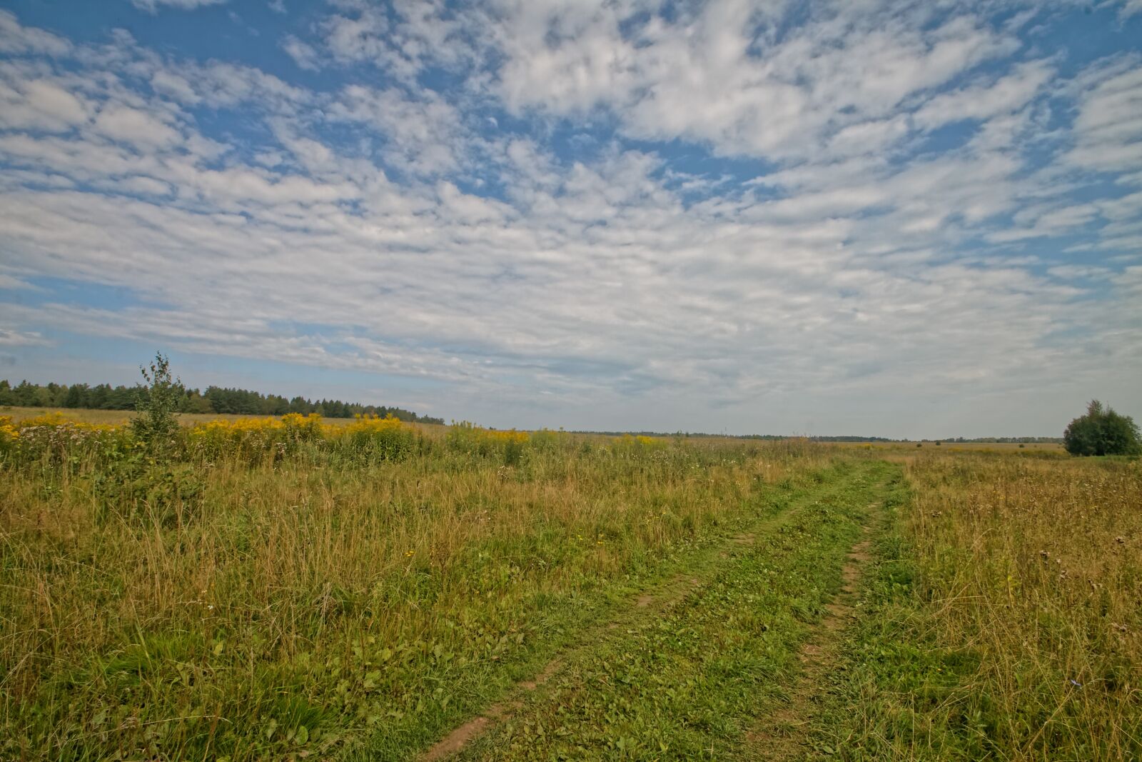 Canon EOS 500D (EOS Rebel T1i / EOS Kiss X3) sample photo. Field, summer, road photography