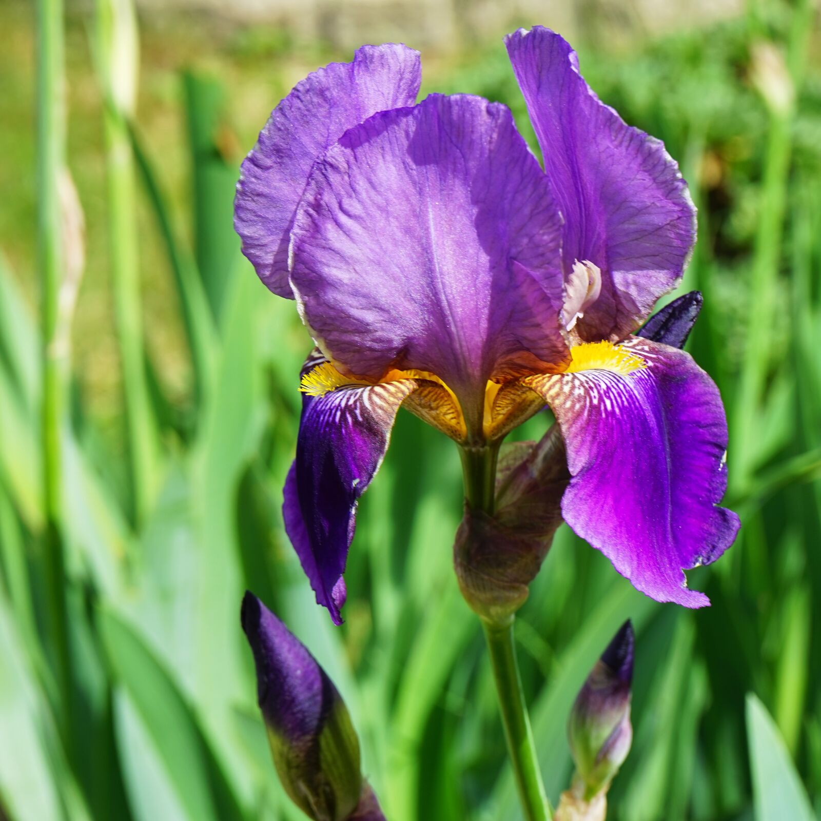 Sony a7 sample photo. Flower, iris, purity photography