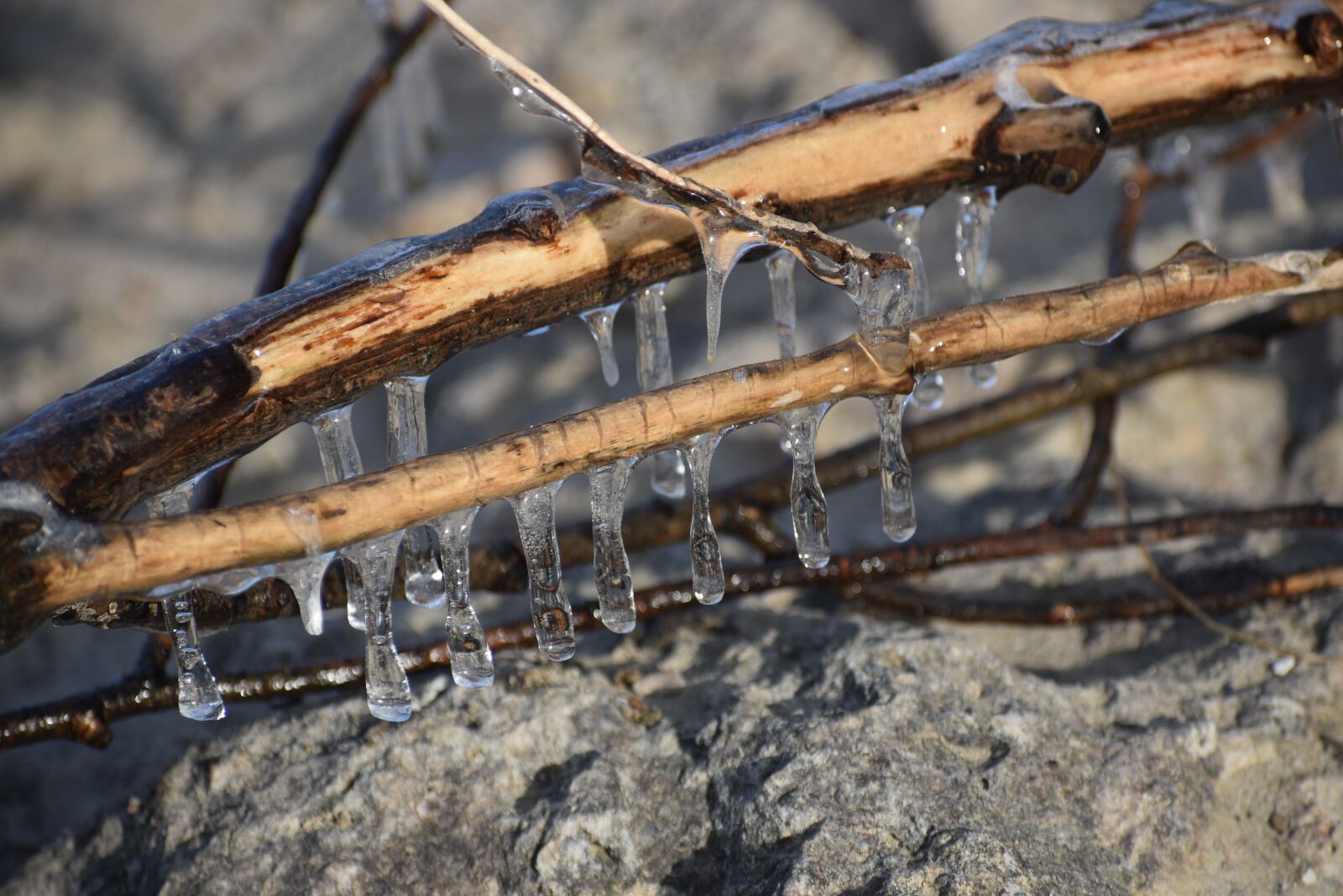 Nikon D3400 sample photo. Autumn, branch, icicles photography