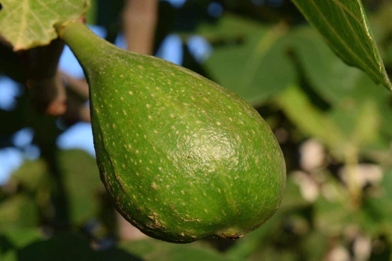 Nikon D3300 sample photo. Fig, immature, green photography
