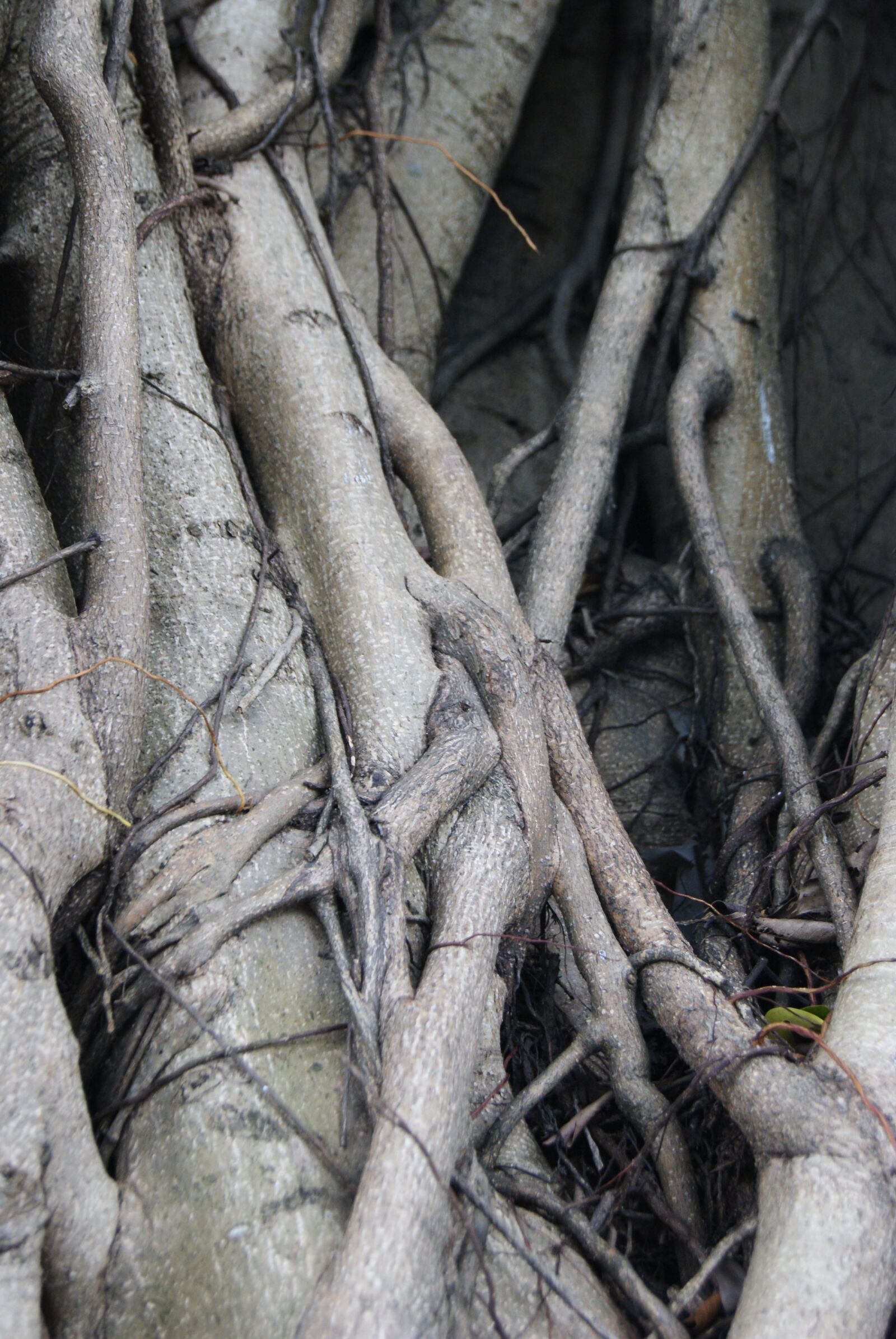 Sony Alpha DSLR-A230 sample photo. Roots, tree, ficus photography