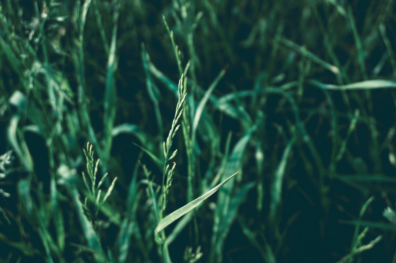 Sony a6000 sample photo. Grass, summer, green photography