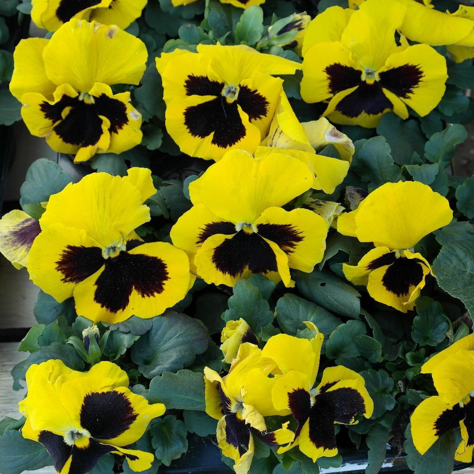Samsung NX20 sample photo. Pansy, flowers, spring photography