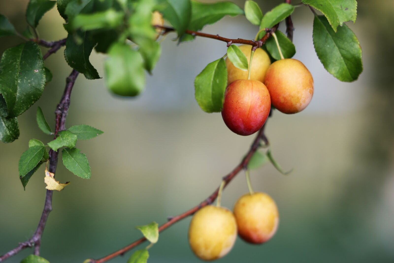 Canon EF 70-300 F4-5.6 IS II USM sample photo. Red plum, fruit, unripe photography