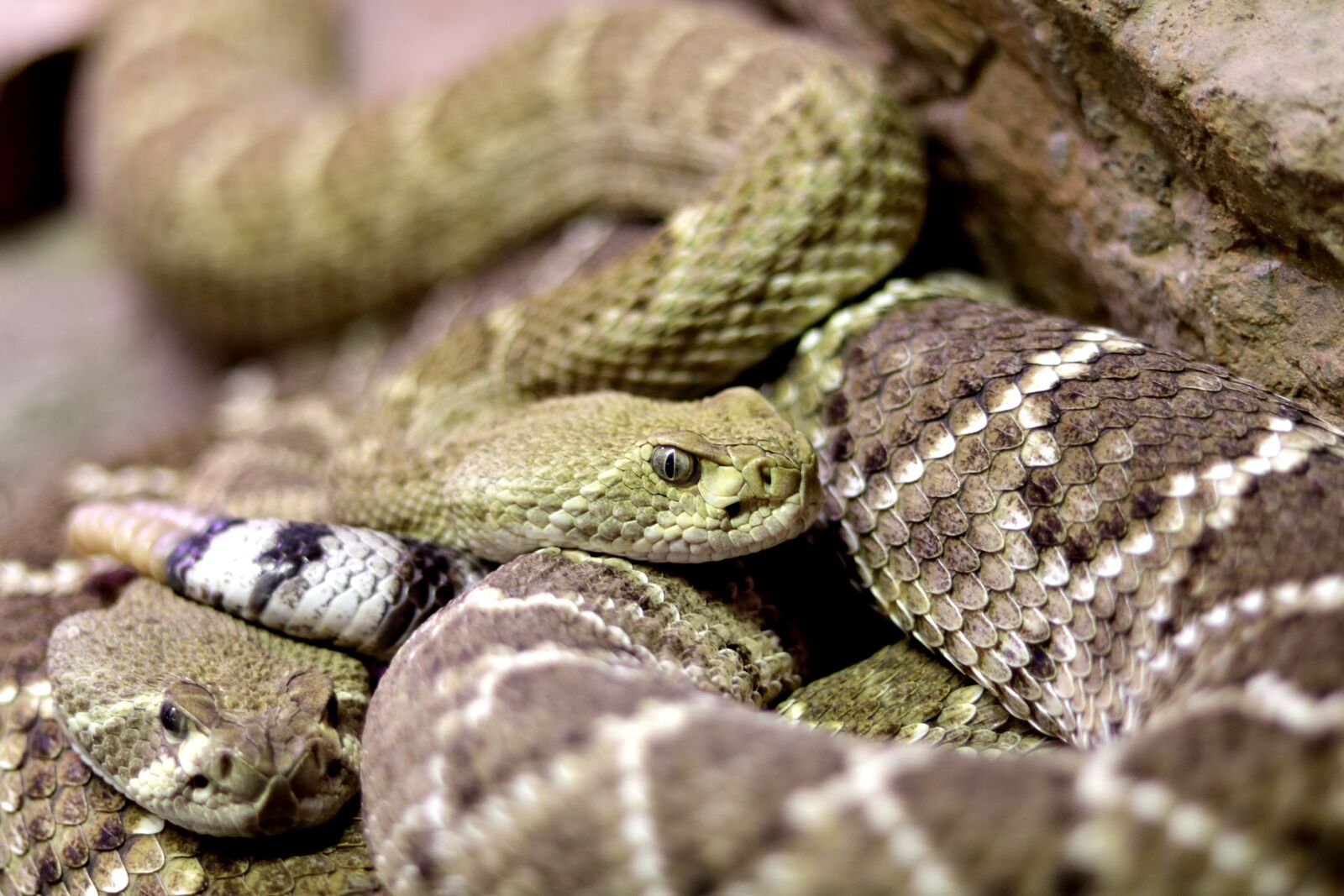 Canon EOS 77D (EOS 9000D / EOS 770D) + Canon EF 50mm F1.8 STM sample photo. Snakes, diamond back rattle photography