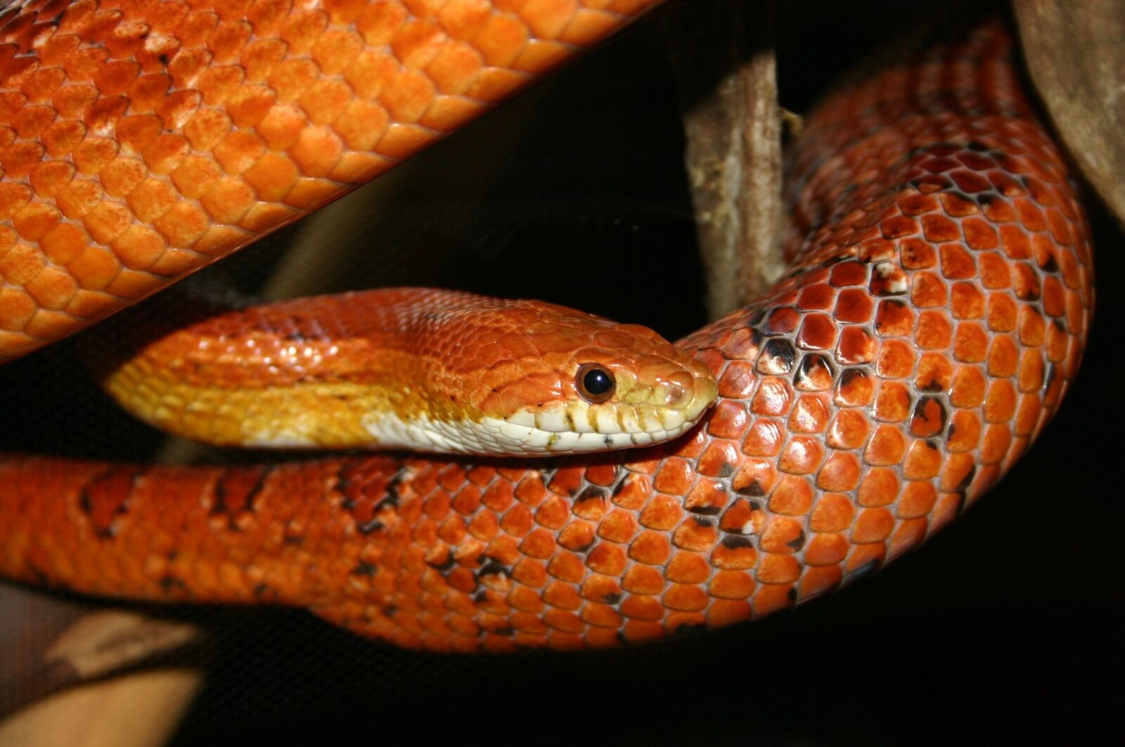 Canon EOS 300D (EOS Digital Rebel / EOS Kiss Digital) sample photo. Orange, corn, snake photography