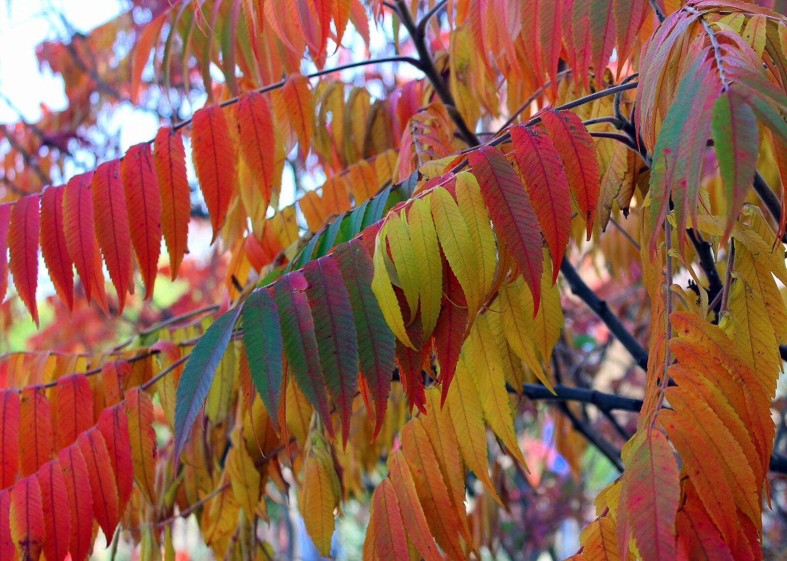 Canon EOS 1200D (EOS Rebel T5 / EOS Kiss X70 / EOS Hi) sample photo. Autumn, colorful leaves, beauty photography