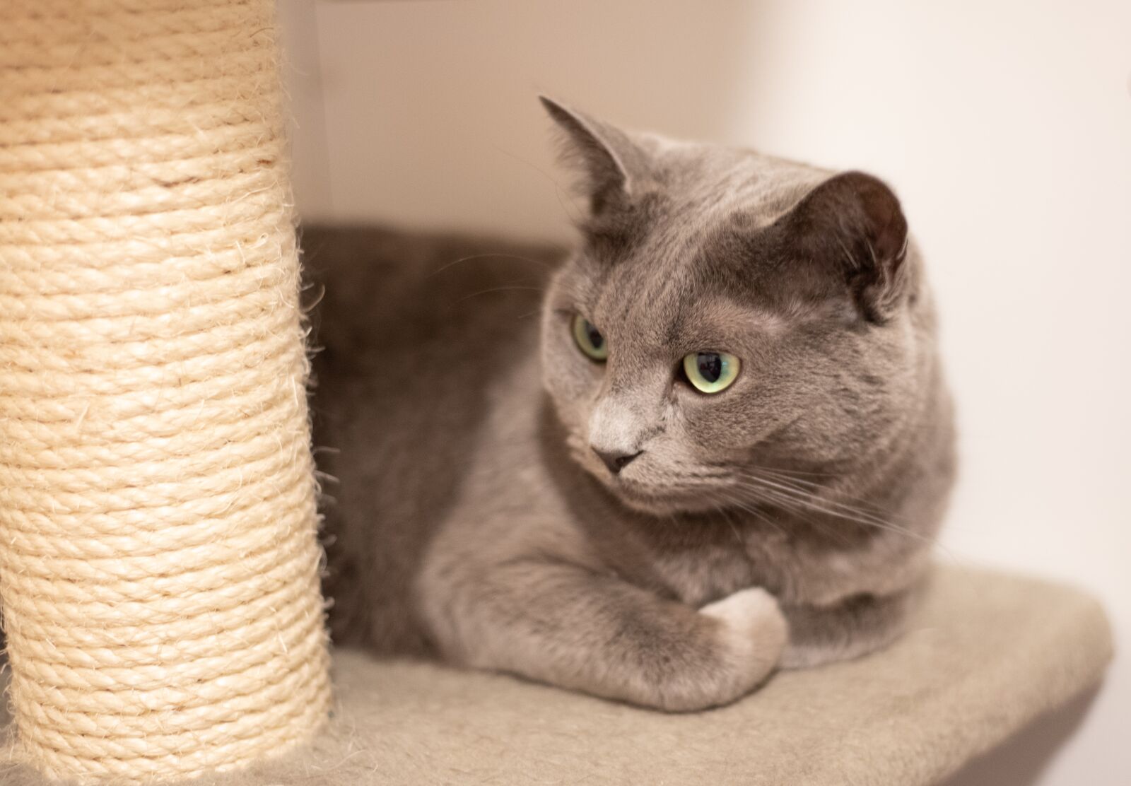 Nikon D750 sample photo. Cat, animal, recreation photography