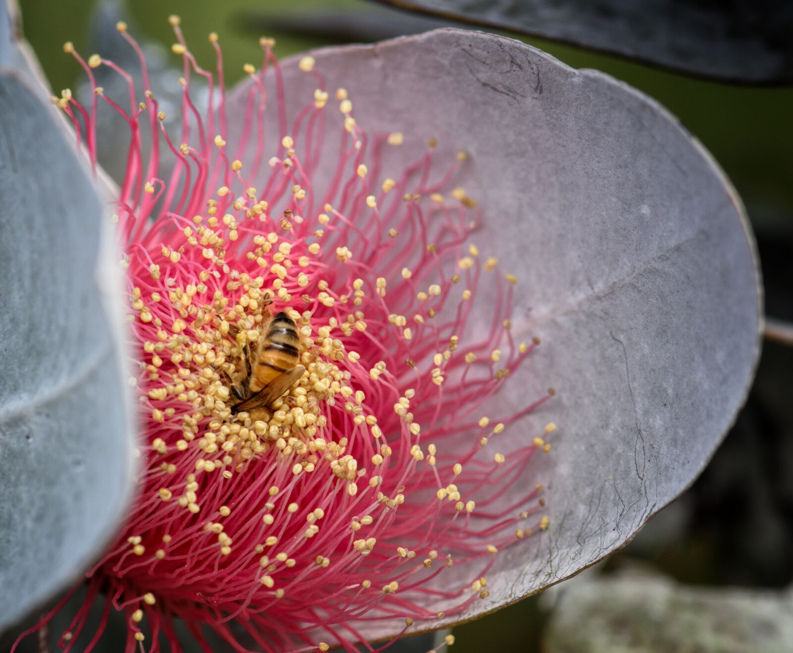 Nikon D3300 sample photo. Eucalyptus macrocarpa, australian, western photography