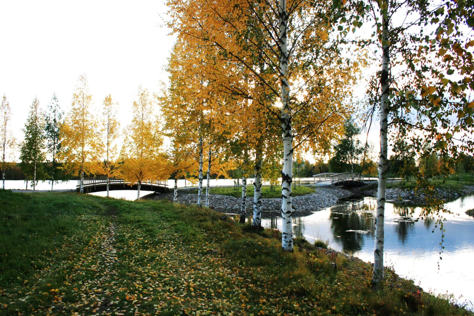 Canon EOS 400D (EOS Digital Rebel XTi / EOS Kiss Digital X) sample photo. Autumn, birch trees, bridge photography