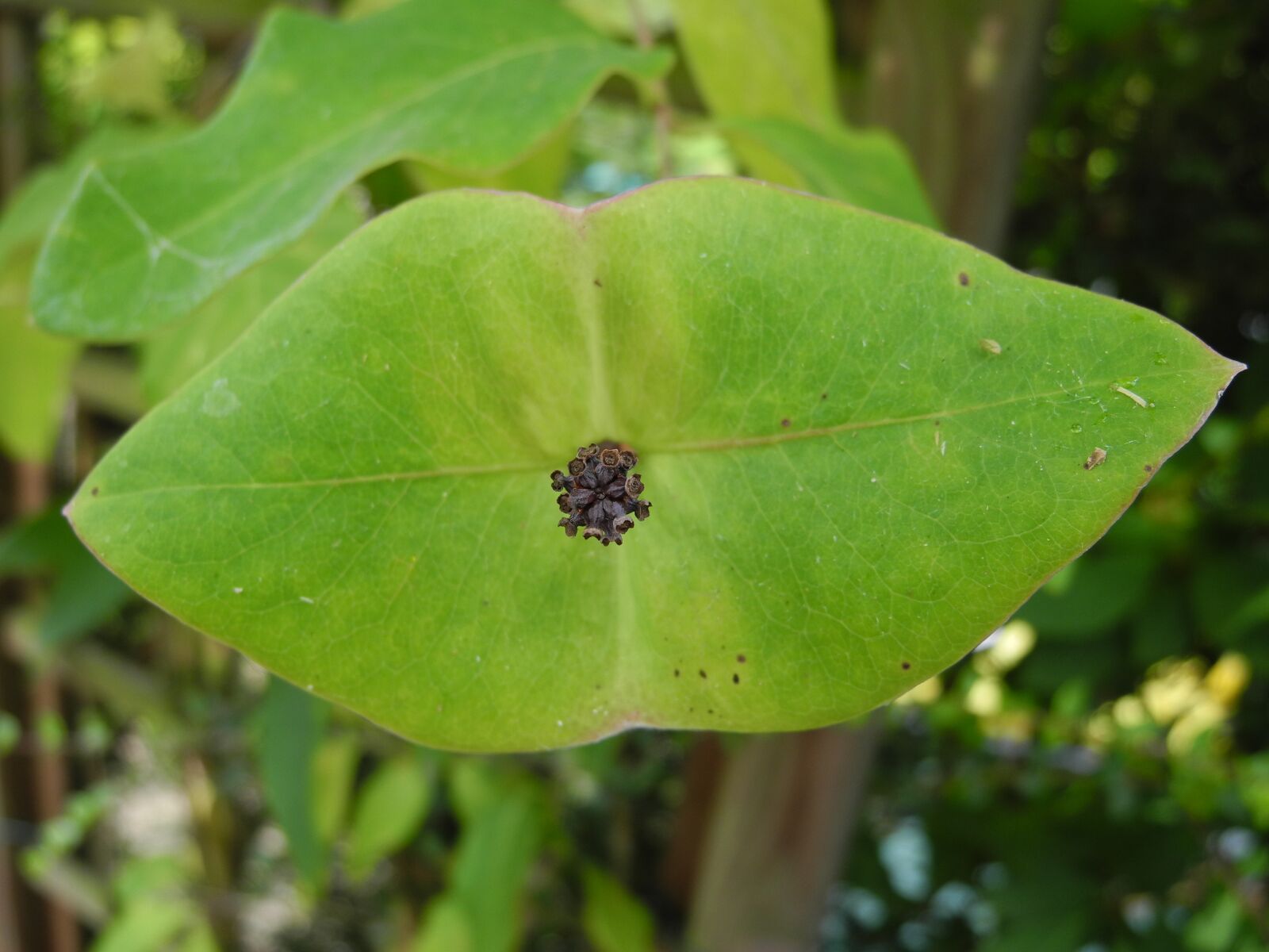 Nikon Coolpix P7000 sample photo. Plant, green leaves, lip photography