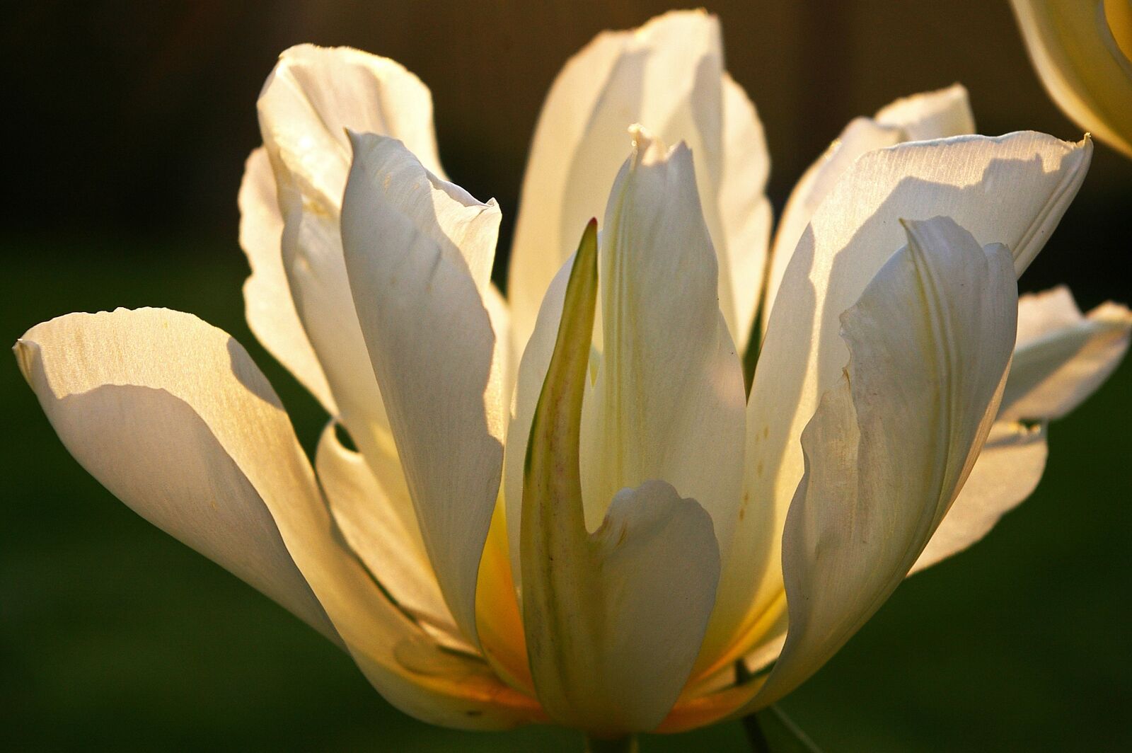 Pentax *ist DL2 sample photo. Tulips, white tulips, white photography