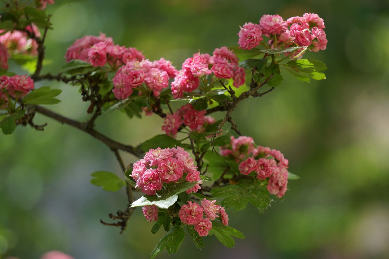 Sony a6000 sample photo. Red thorn tree, flowers photography