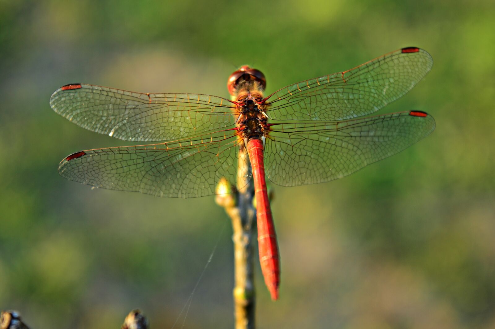 Nikon D3200 sample photo. Dragonfly, insect, nature photography