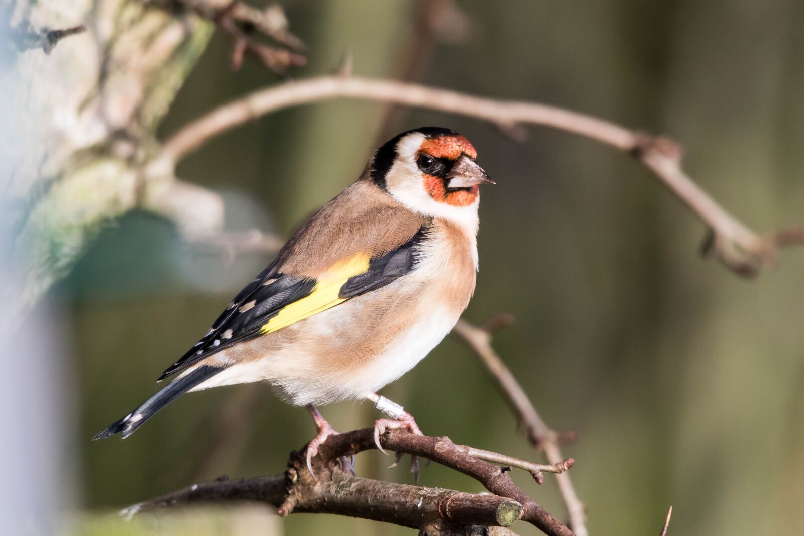 Canon EOS 7D Mark II sample photo. Bird, goldfinch, wildlife photography