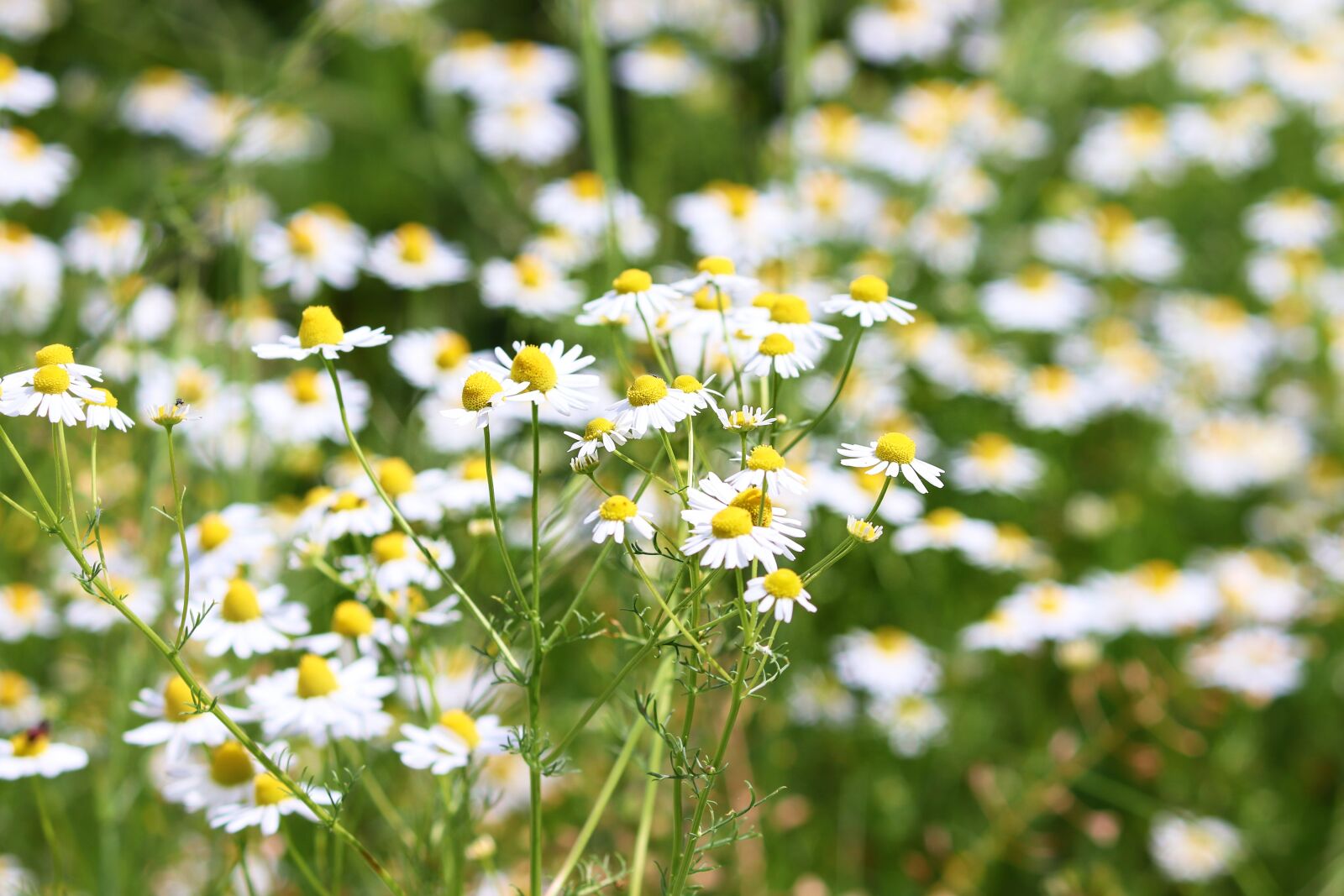 Canon EOS 200D (EOS Rebel SL2 / EOS Kiss X9) sample photo. Chamomile, chamomile blossoms, medicinal photography