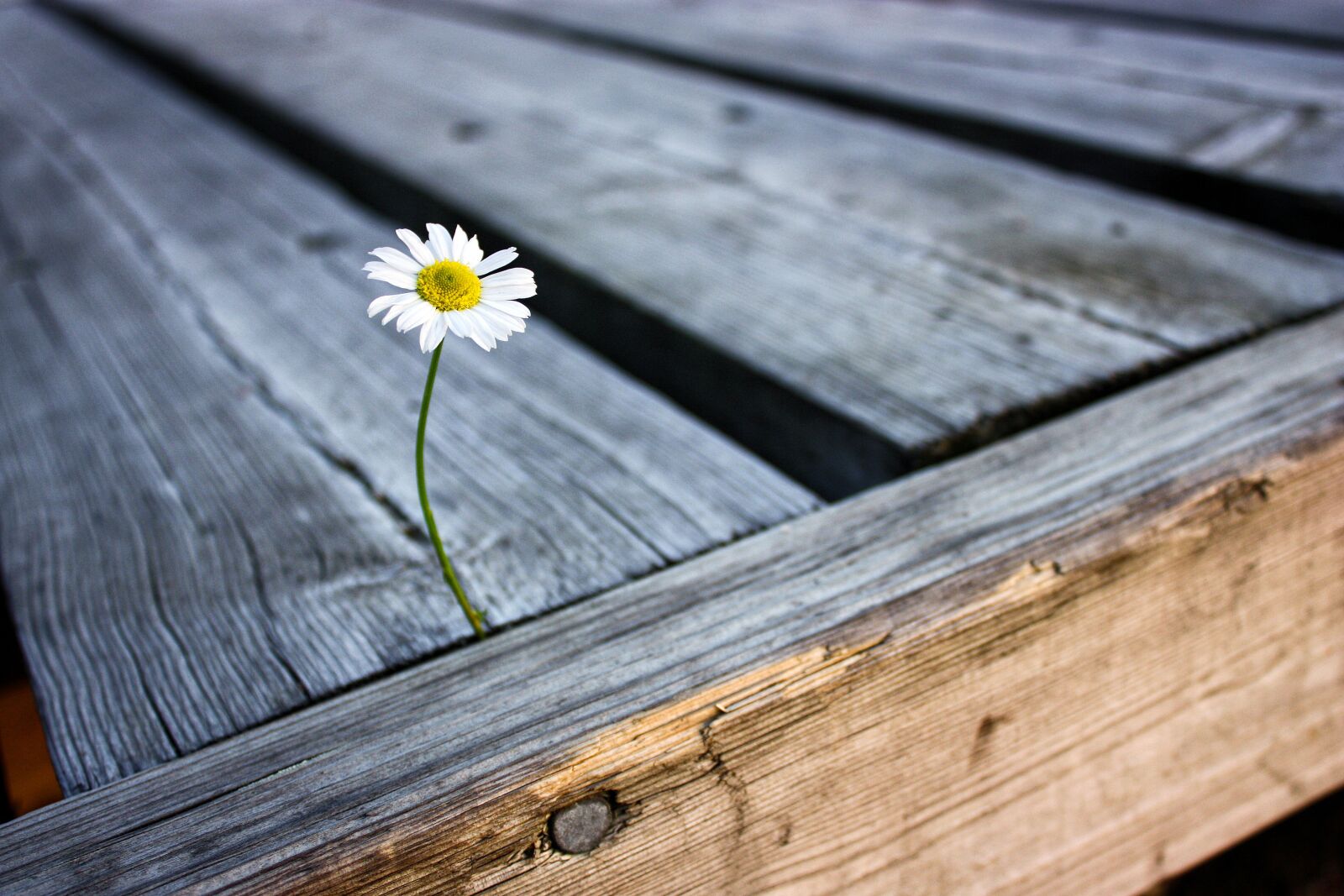 Canon EOS 450D (EOS Rebel XSi / EOS Kiss X2) sample photo. Flower, daisy, pier photography