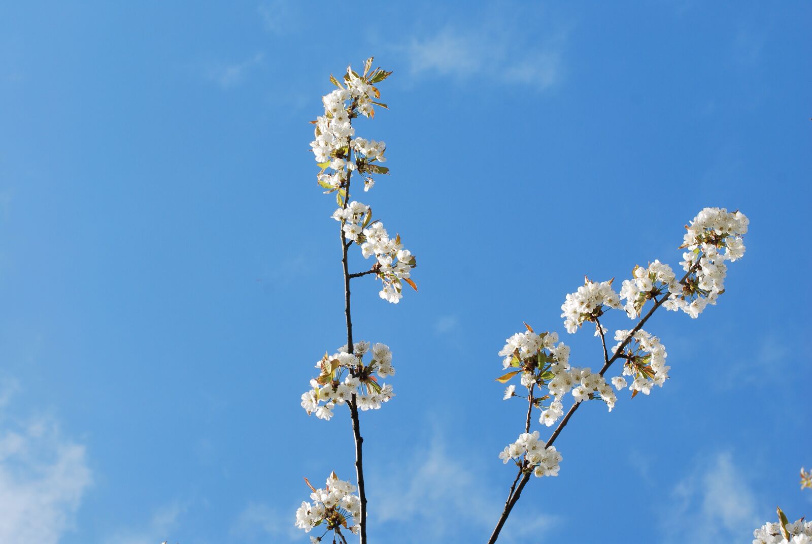 Nikon D60 sample photo. Tree, flower, blossom photography