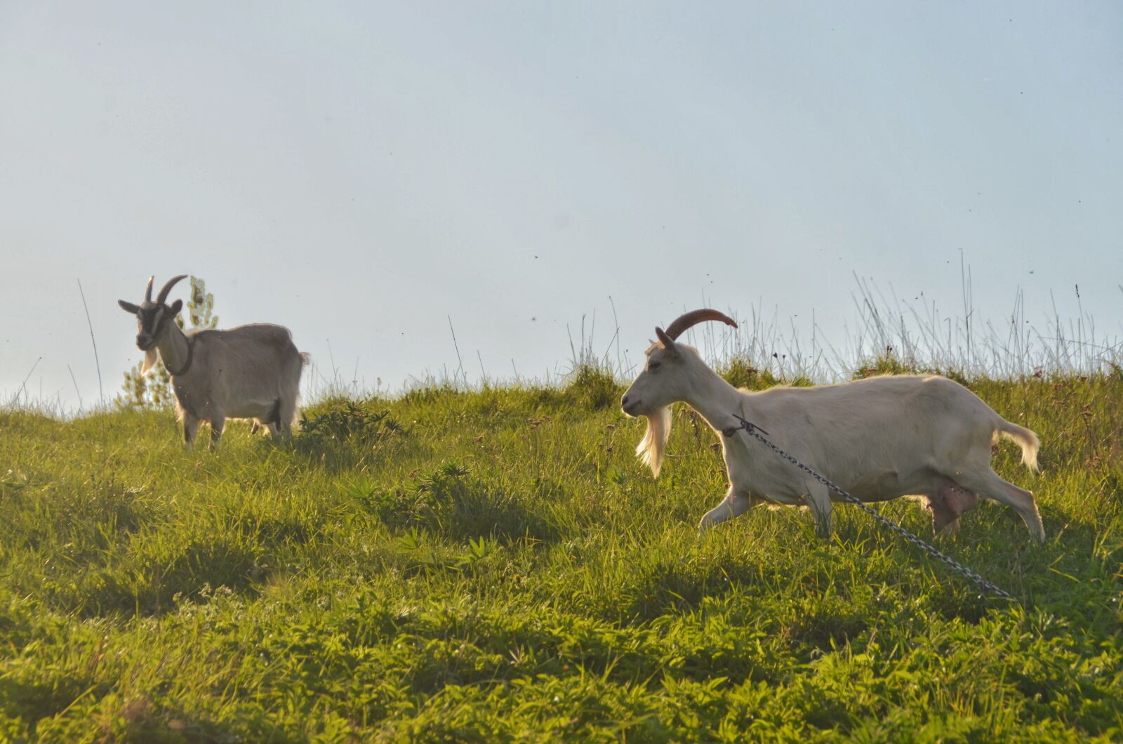 Nikon D7000 sample photo. Grown up, agriculture, animal photography