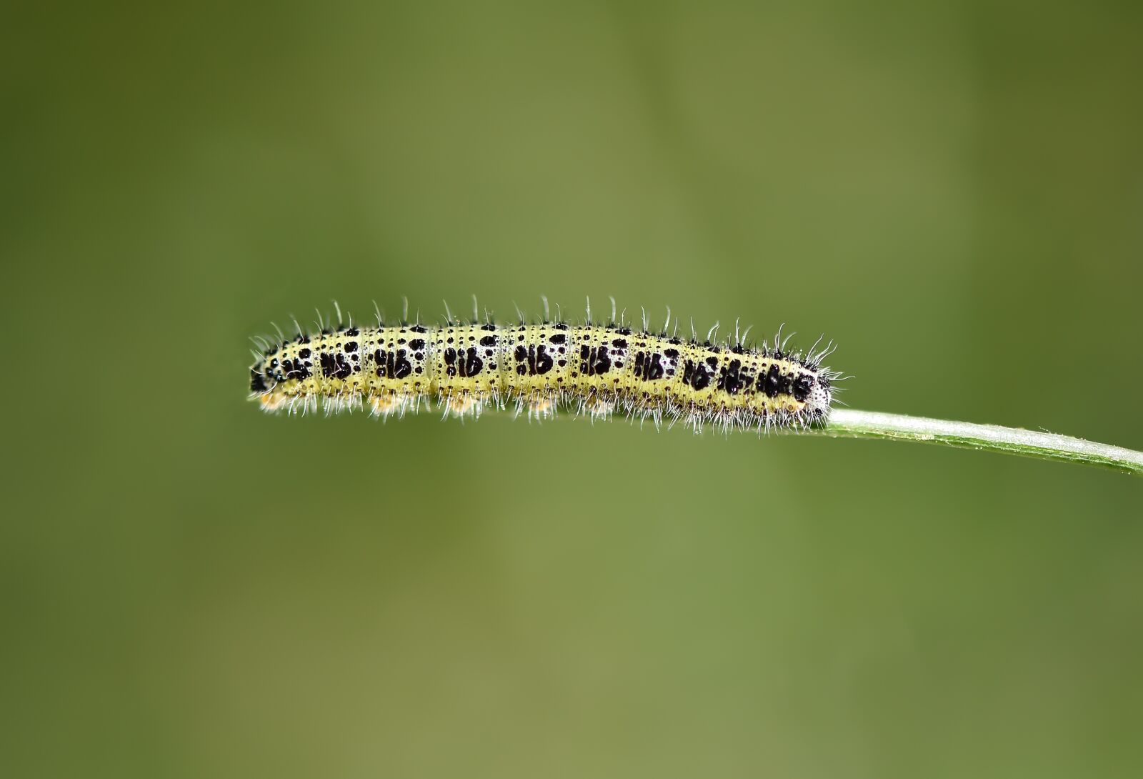 Nikon D750 sample photo. T rt l, macro photography