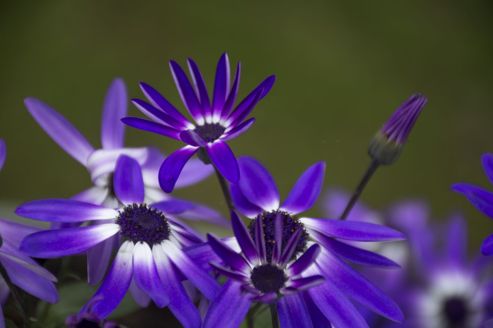 Nikon D7100 sample photo. Easter, flowers, purple flowers photography