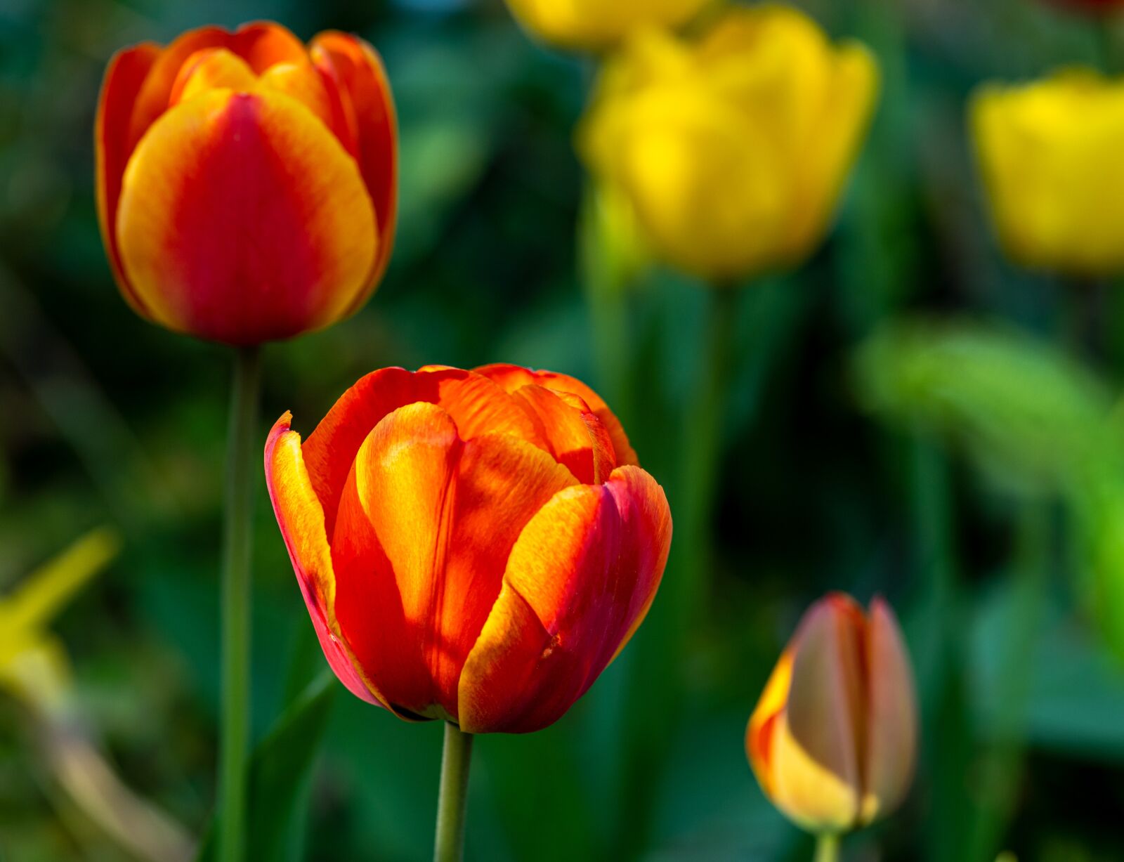 Sony a7 III sample photo. Tulips, flower, garden flowers photography