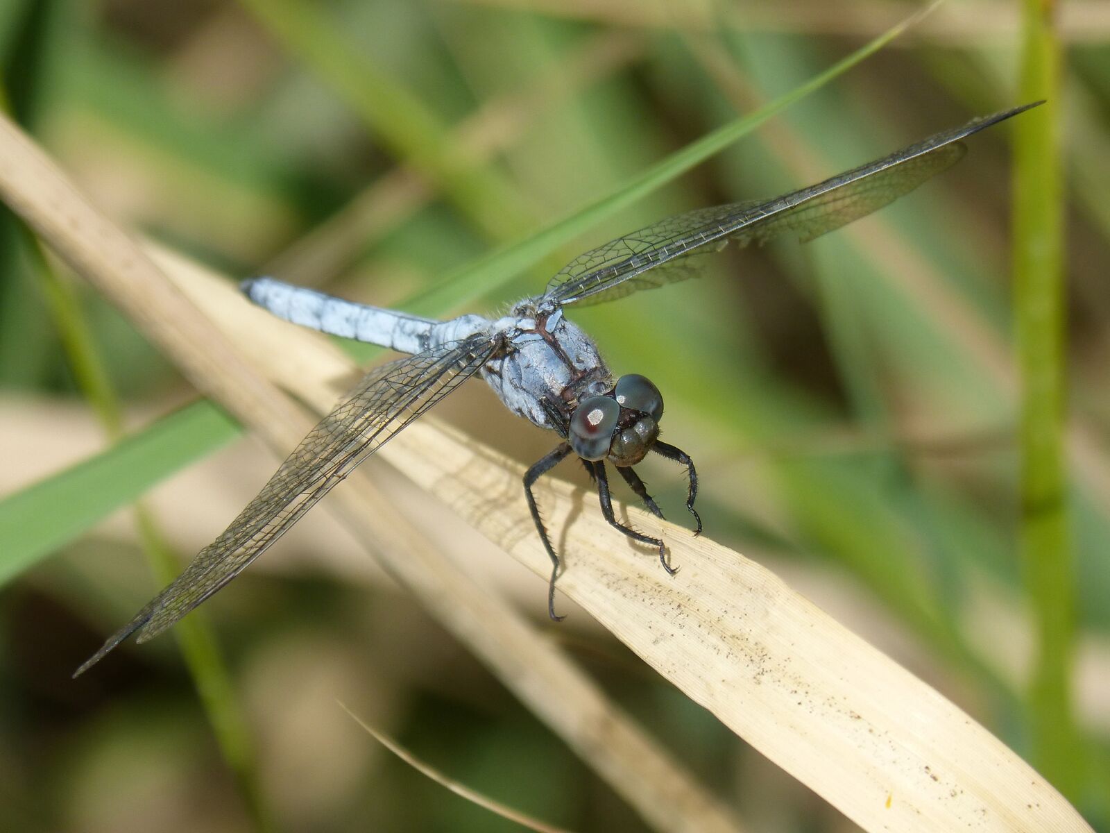 Panasonic DMC-FZ62 sample photo. Blue dragonfly, american cane photography