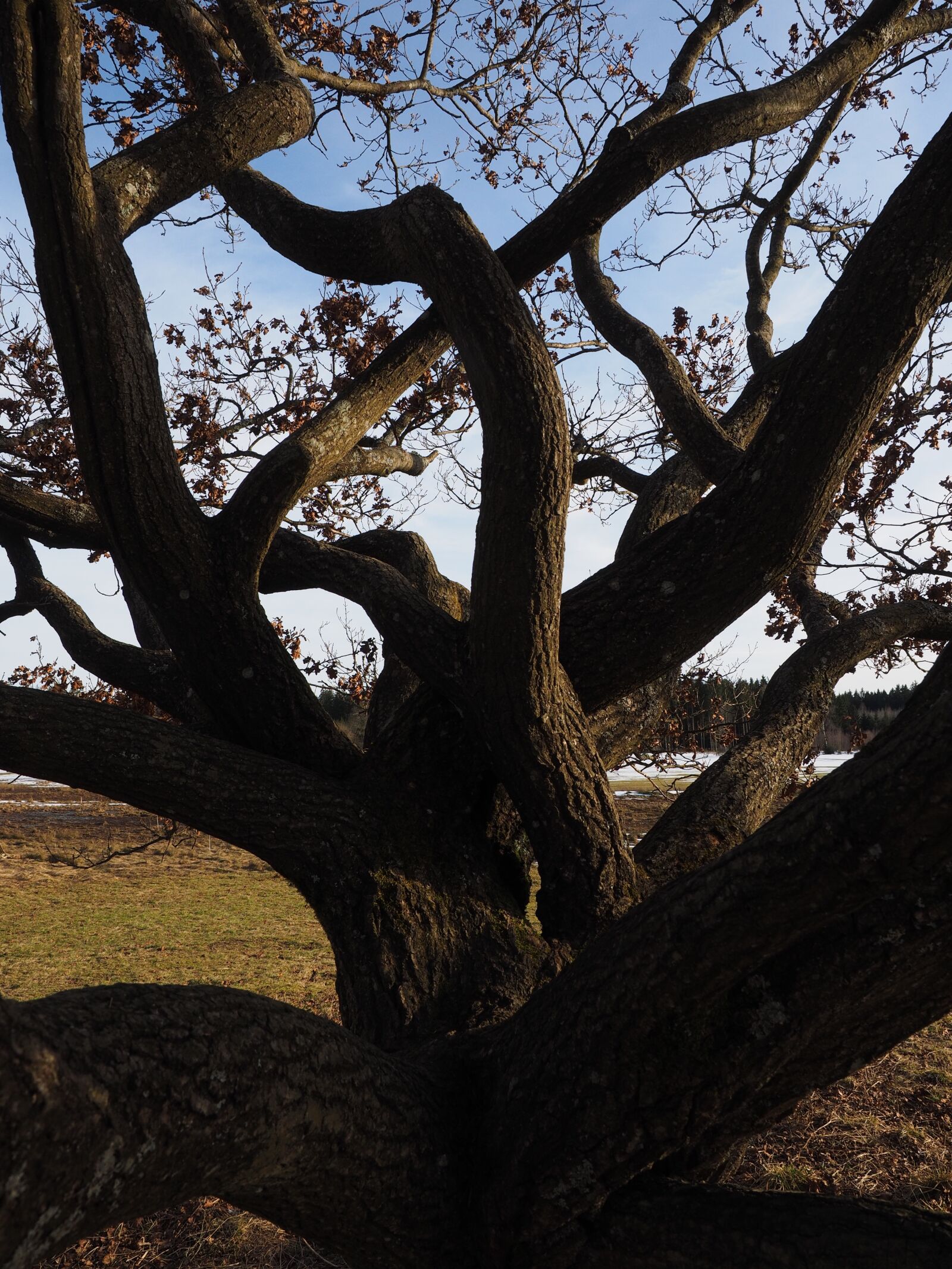 Olympus OM-D E-M1 + Olympus M.Zuiko Digital ED 12-40mm F2.8 Pro sample photo. Aesthetic, branches, tree photography