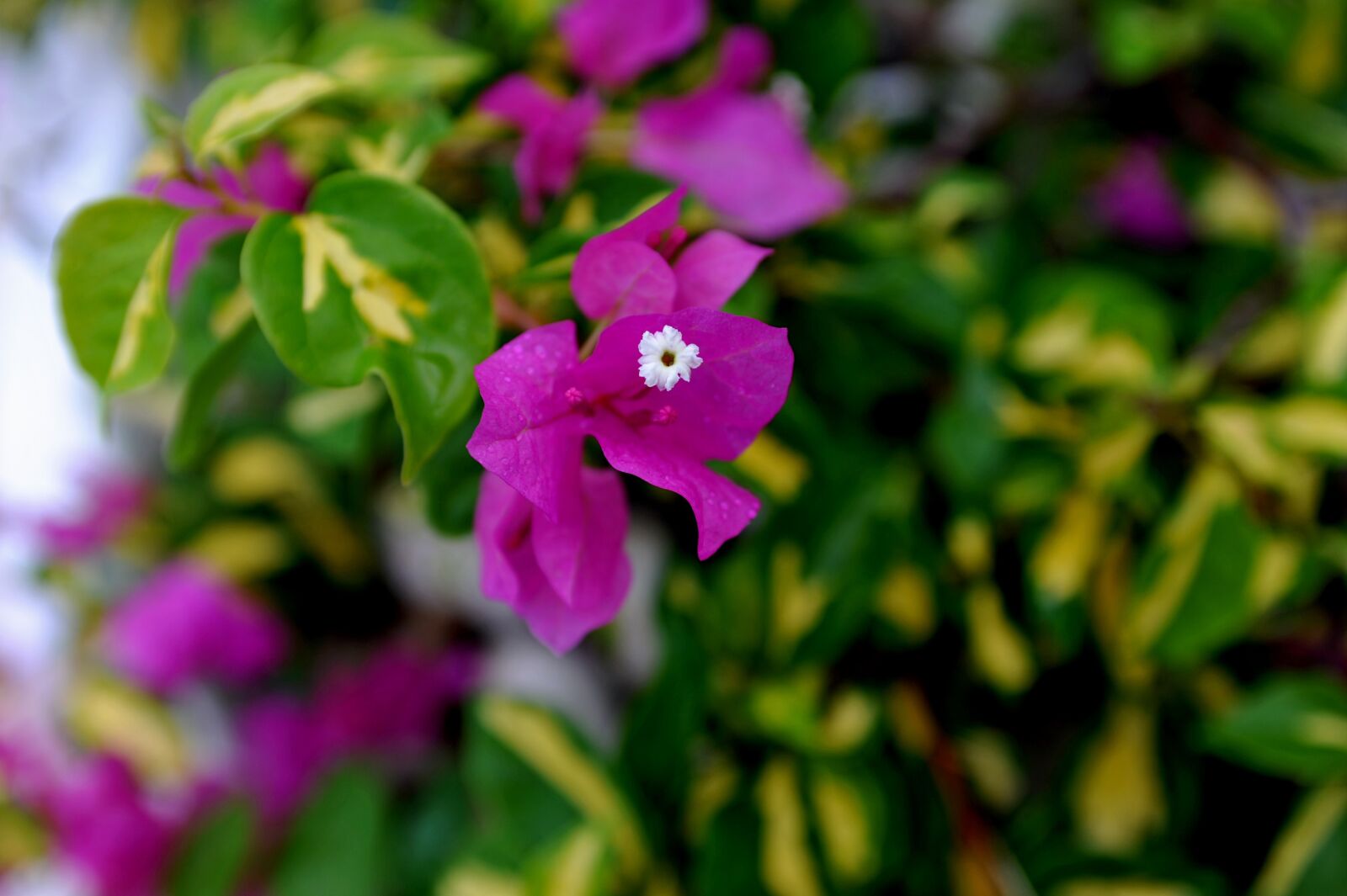 Nikon D700 sample photo. Flower, nature, floral photography