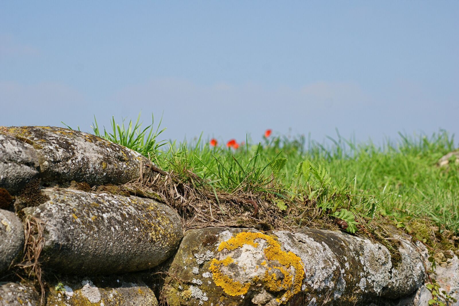 Sony Alpha DSLR-A390 sample photo. World war, first, war photography