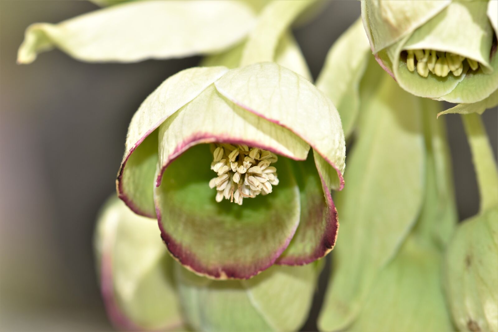 Nikon D5500 sample photo. Nature, plant, close up photography
