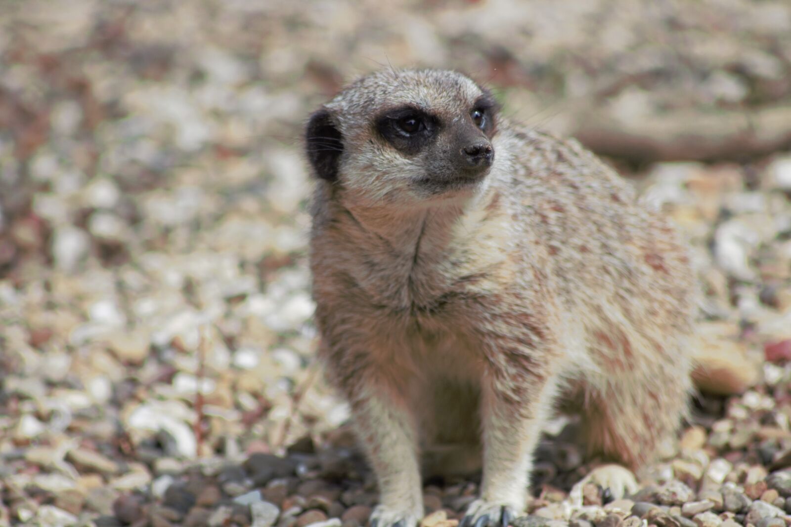 Canon EOS 700D (EOS Rebel T5i / EOS Kiss X7i) sample photo. Meerkat, zoo, cute photography