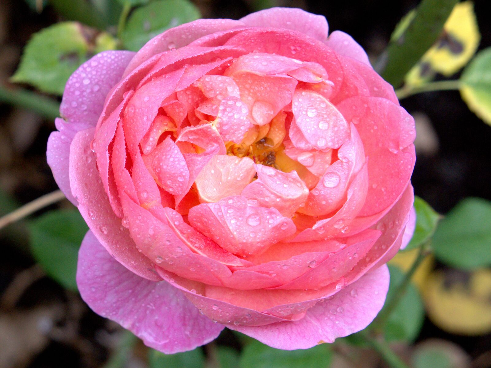 Sony E 55-210mm F4.5-6.3 OSS sample photo. Rose, pink, water photography