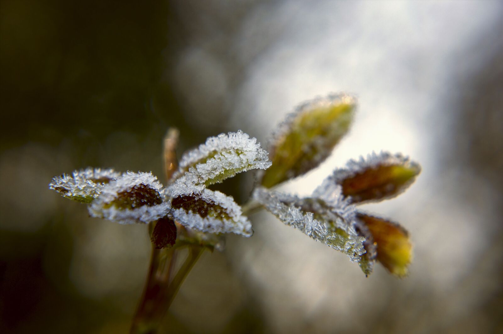 Sony Alpha NEX-5 sample photo. Frost, plant, nature photography