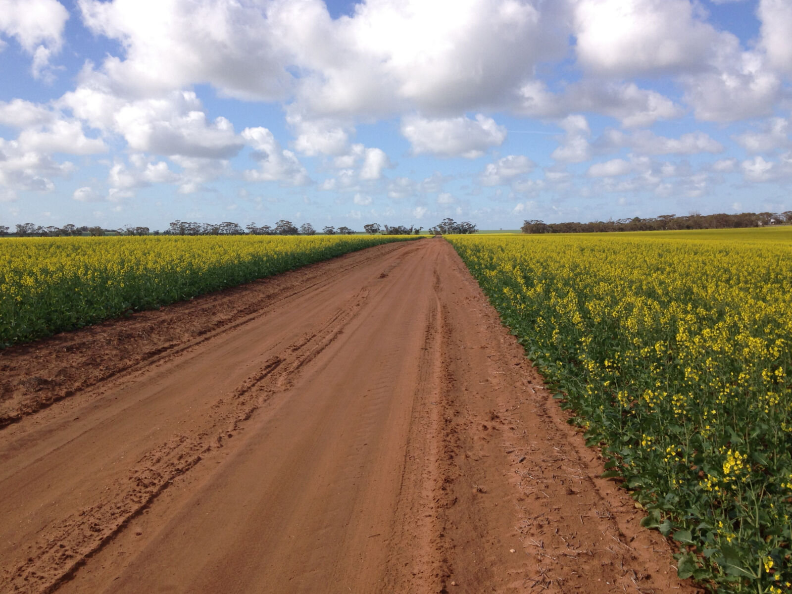 iPhone 5c back camera 4.12mm f/2.4 sample photo. Blue, sky, canola, cloudy photography