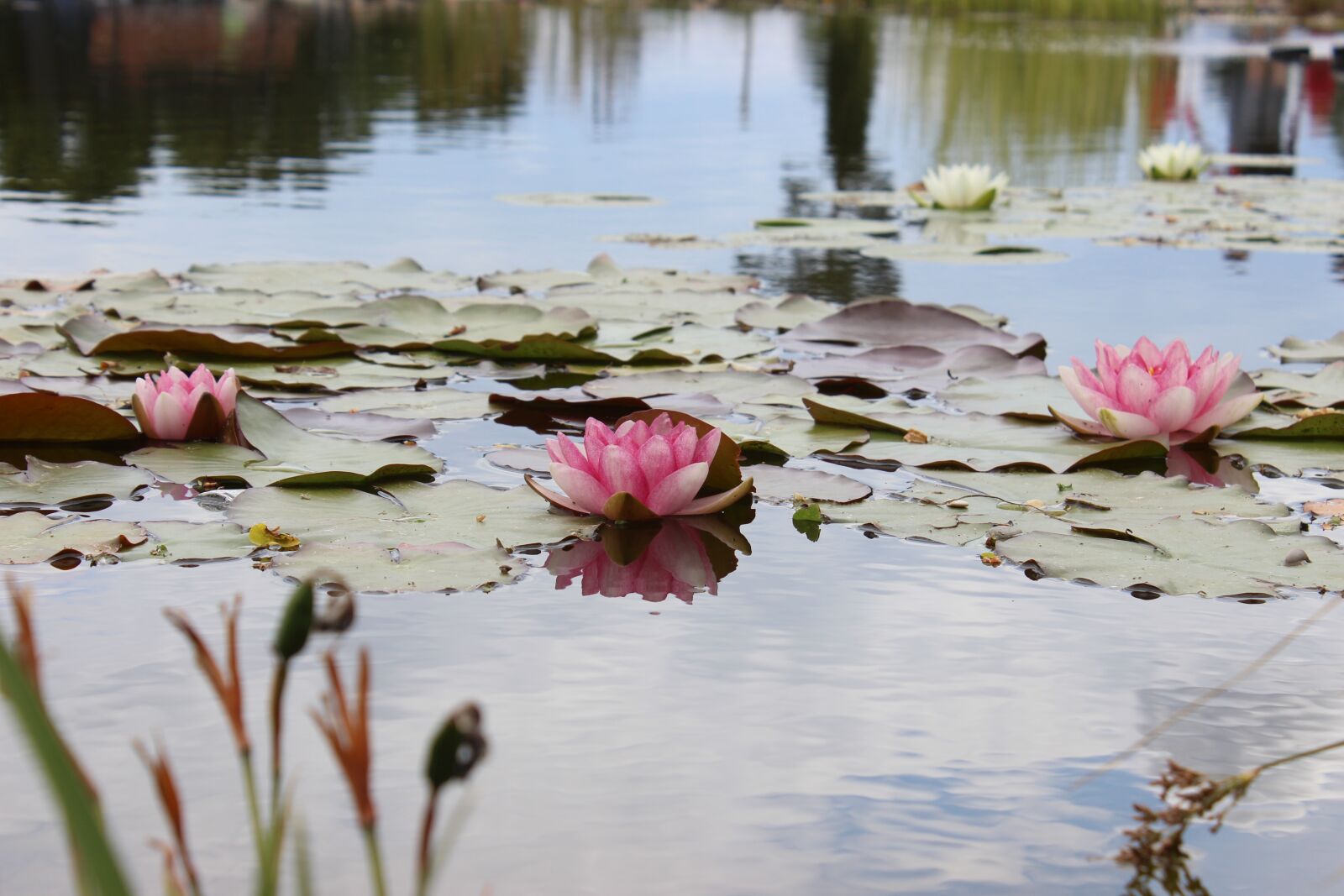Canon EOS 600D (Rebel EOS T3i / EOS Kiss X5) sample photo. Water, lake, waterlily photography