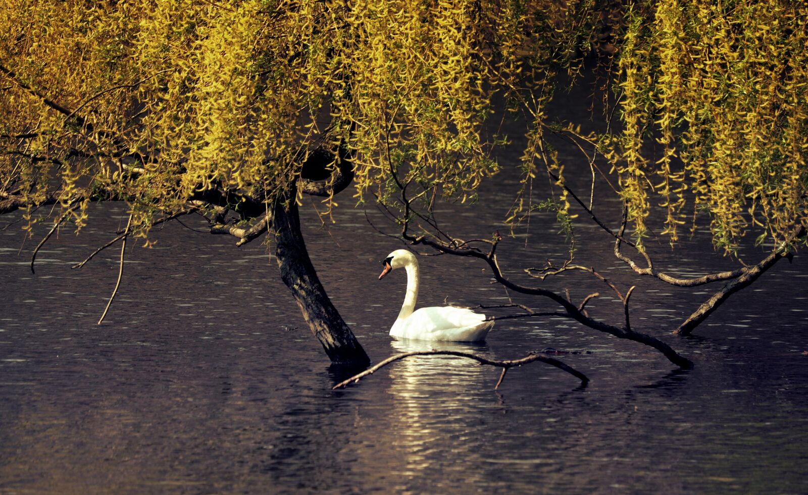 Canon EF-S 55-250mm F4-5.6 IS STM sample photo. Swan, pond, water photography