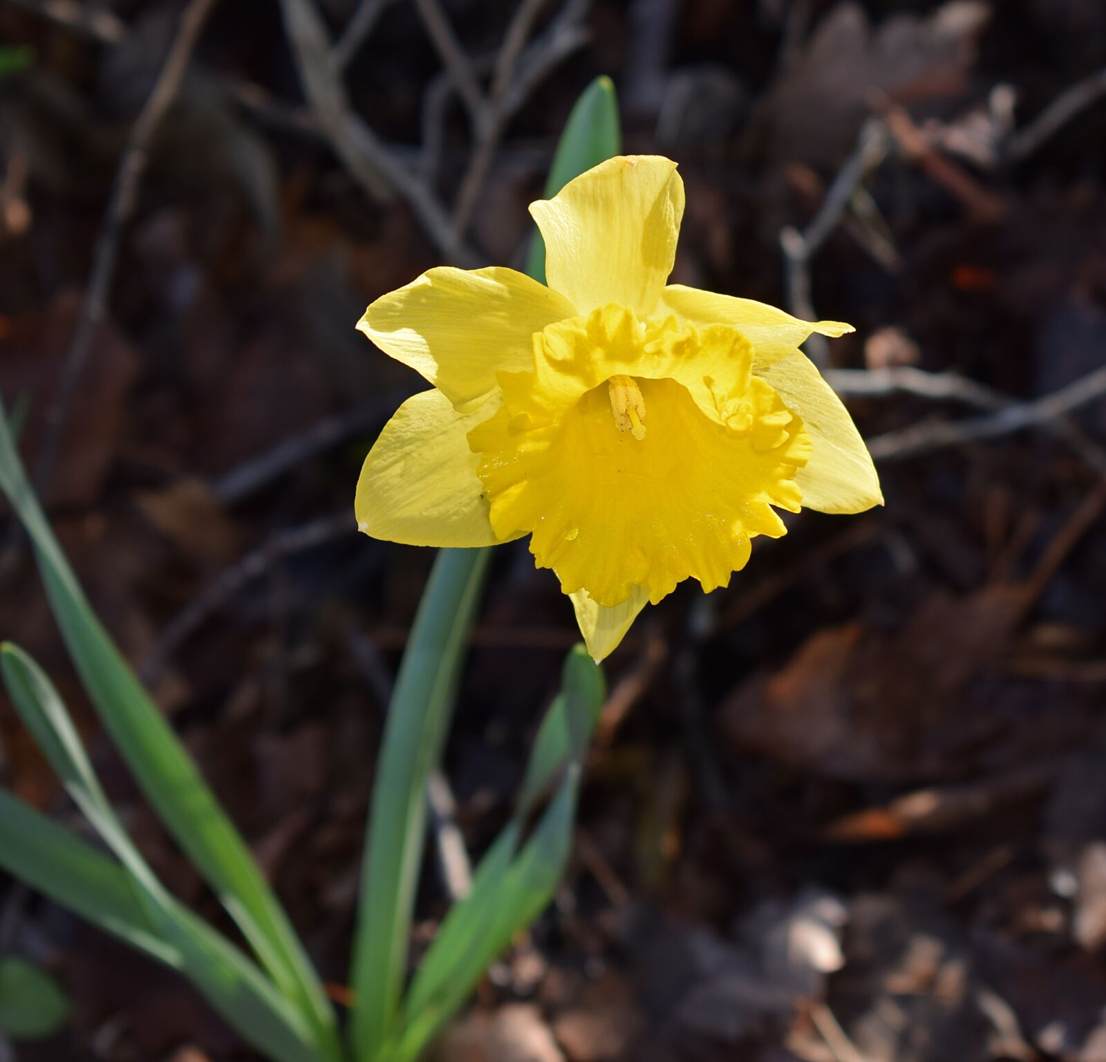 Nikon D3300 sample photo. Daffodil, flower, blossom photography