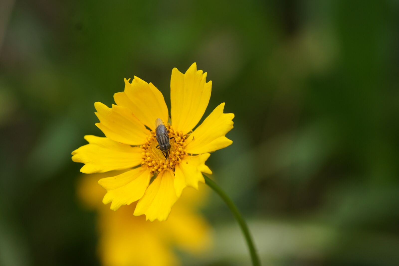 Sony Alpha DSLR-A450 sample photo. Flower, yellow, fly photography