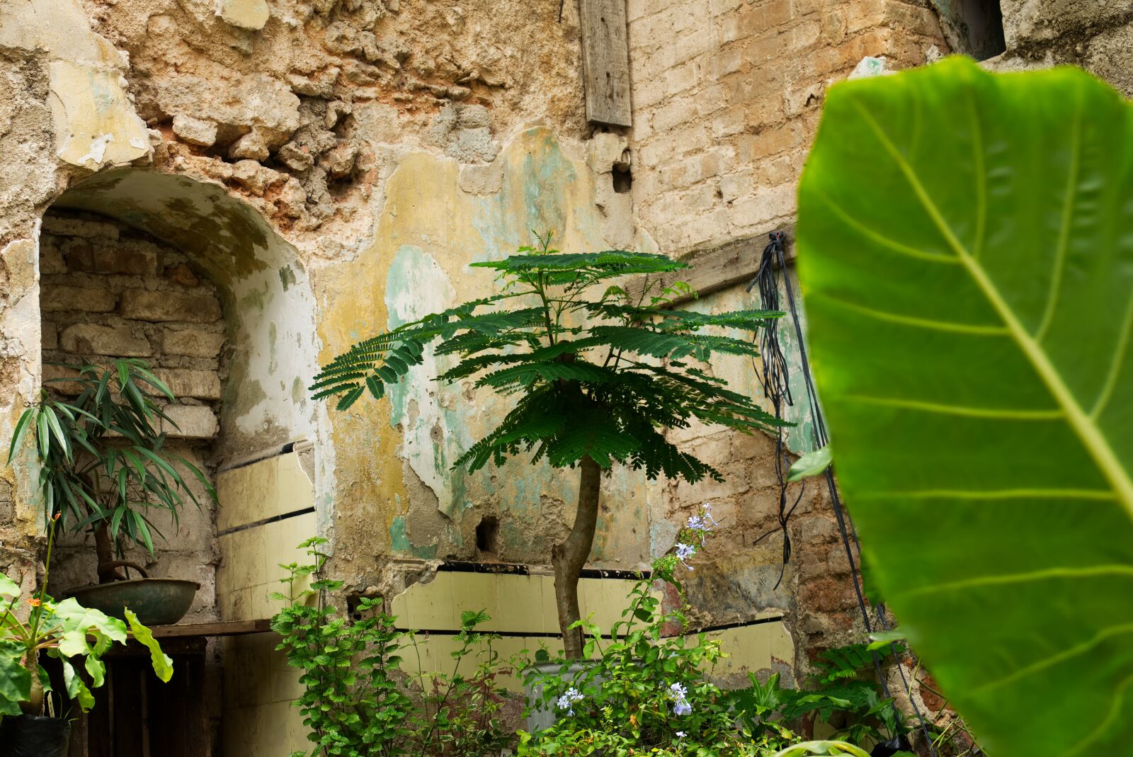 Sony Cyber-shot DSC-RX10 III sample photo. Plant, hawana, habana photography